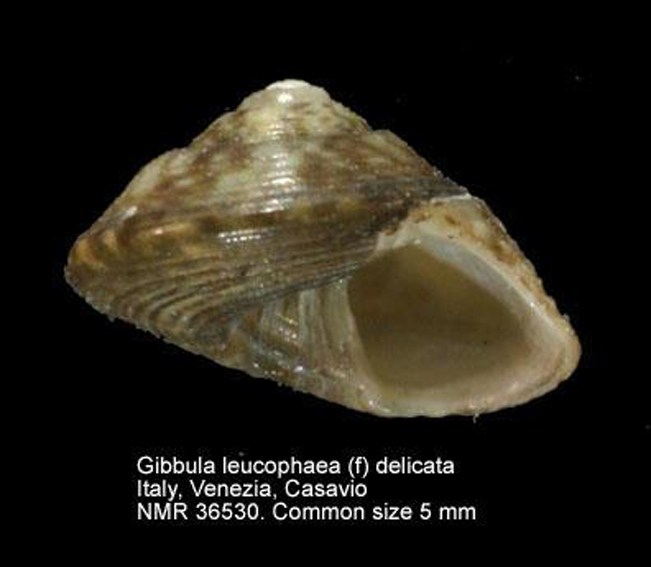 Gibbula leucophaea..?